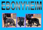 EBONYHEIM (German Shepherd) EBONYHEIM (German Shepherd)