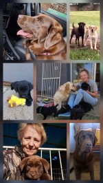 ABOHEME (Retriever Labrador)