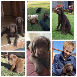 ABOHEME (Retriever Labrador)