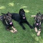 MR. HARRIS (German Shepherd Dog) MR. HARRIS (German Shepherd Dog)