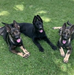 MR. HARRIS (German Shepherd Dog)