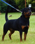 VOM JOCHMORNEY (Rottweiler)