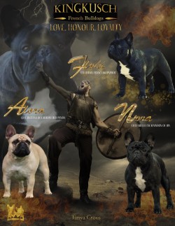 KINGKUSCH (French Bulldog)