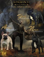 KINGKUSCH (French Bulldog) KINGKUSCH (French Bulldog)