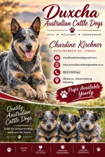 DUXCHA (Australian Cattle Dog)
