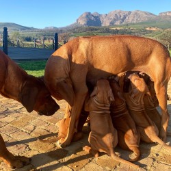 KLEINVALLEY (Rhodesian Ridgeback)