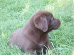 MARSABET (Retriever Labrador)