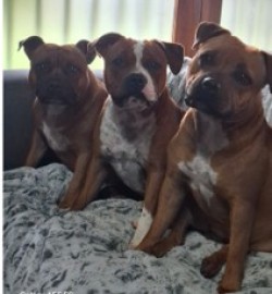 LIMEILLEUR (Staffordshire Bull Terrier)