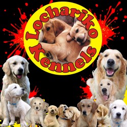 LOCHARIKO (Golden Retriever)