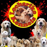 LOCHARIKO (Golden Retriever) LOCHARIKO (Golden Retriever)