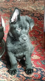MARSABET (German Shepherd Dog)