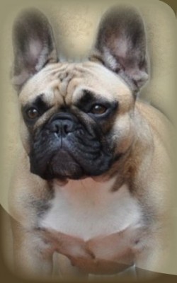 MALLIKI (French Bulldog)