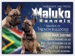 MALUKO (French Bulldog) MALUKO (French Bulldog)