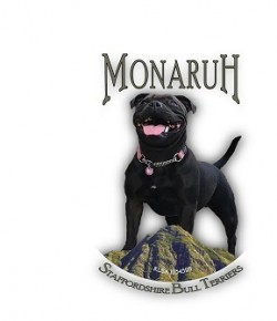MONARUH (Staffordshire Bull Terrier)