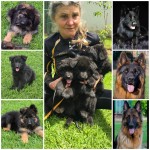 SENEN (German Shepherd)