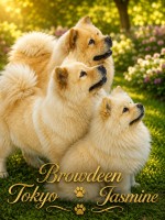 BROWDEEN (Chow Chow)