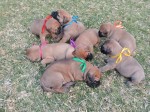 SARMARI (Bullmastiff)