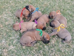 SARMARI (Bullmastiff)