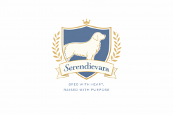 SERENDIEVARA (Golden Retriever)