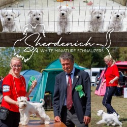 SHERDENICH (Miniature Schnauzer)