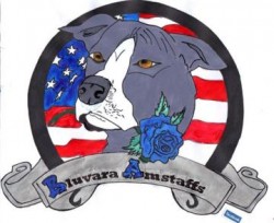 BLUVARA (American Staffordshire Terrier)