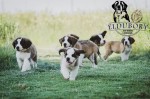 ELDUBORY (Saint Bernard) ELDUBORY (Saint Bernard)