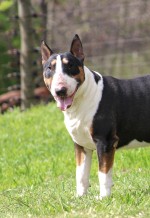 VON JOLO (BULL TERRIER)