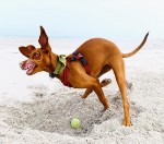 ROXSTAR (Hungarian Vizsla)