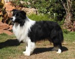 VENRON (Border Collie)