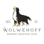 WOLWEHOFF (Bernese Mountain Dog) WOLWEHOFF (Bernese Mountain Dog)