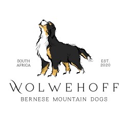 WOLWEHOFF (Bernese Mountain Dog)